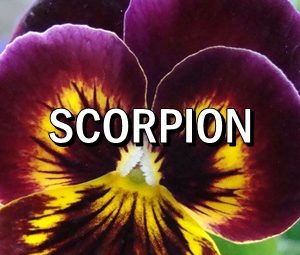 Horoscop zilnic Scorpion in Acvaria.com