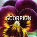 Horoscop zilnic Scorpion in Acvaria.com